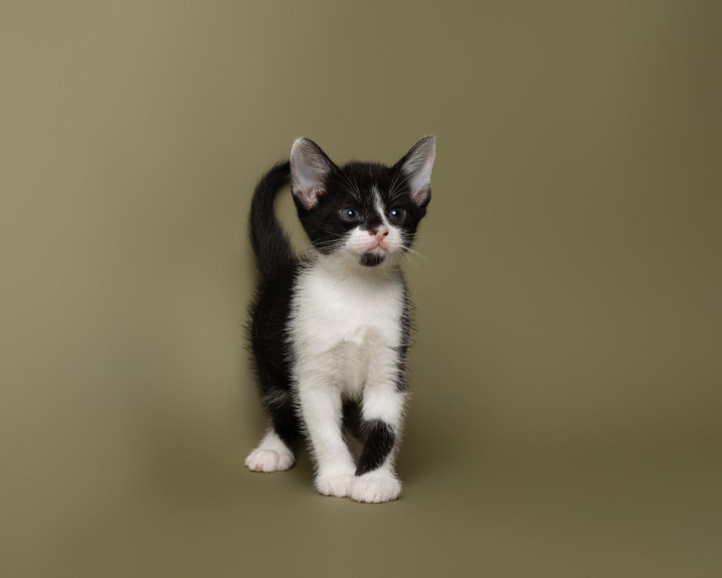Enlarge Gladiator, a Adoptable mixed breed in Rockport, TX image 5/6