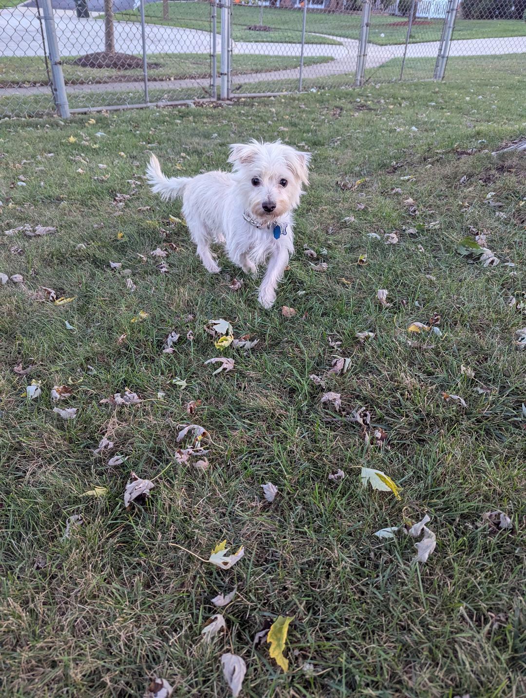 Leo