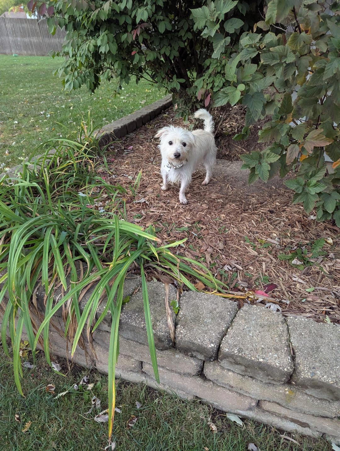 Enlarge Leo, a Adopted Maltese in Hoffman Estates, IL image 3/3