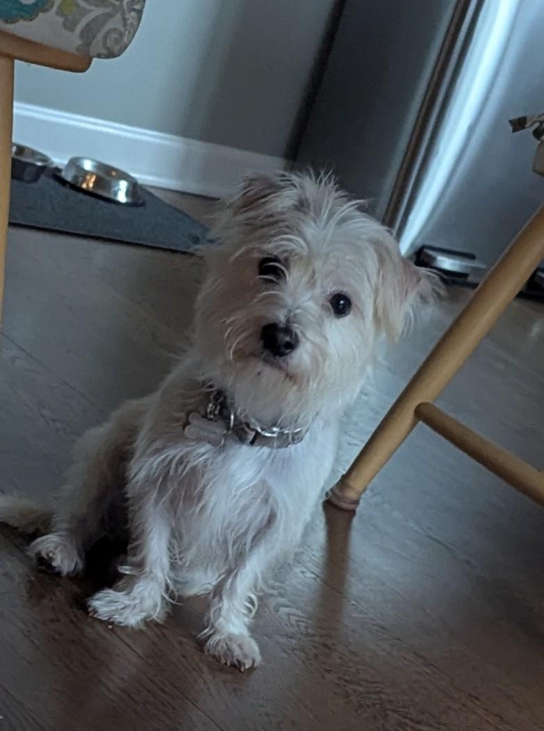 Enlarge Leo, a Adopted Maltese in Hoffman Estates, IL image 1/3
