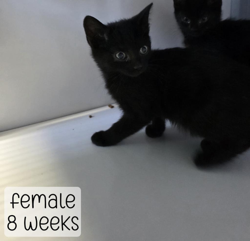 Black kitten 1, Adoptable, Kitten Female Domestic Medium Hair.