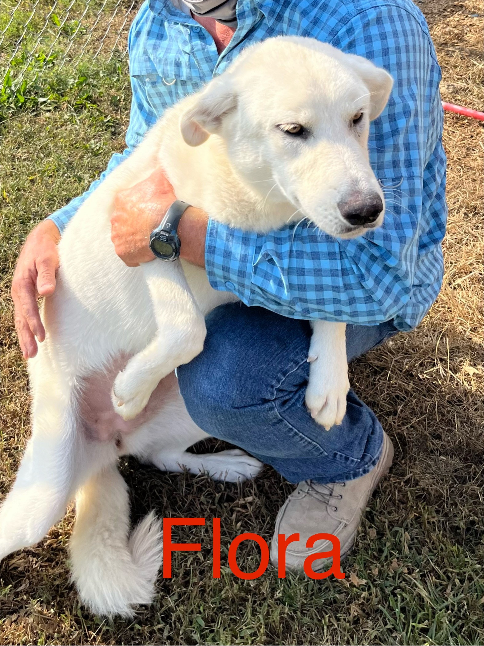 Flora, a Adoptable mixed breed image 1/2