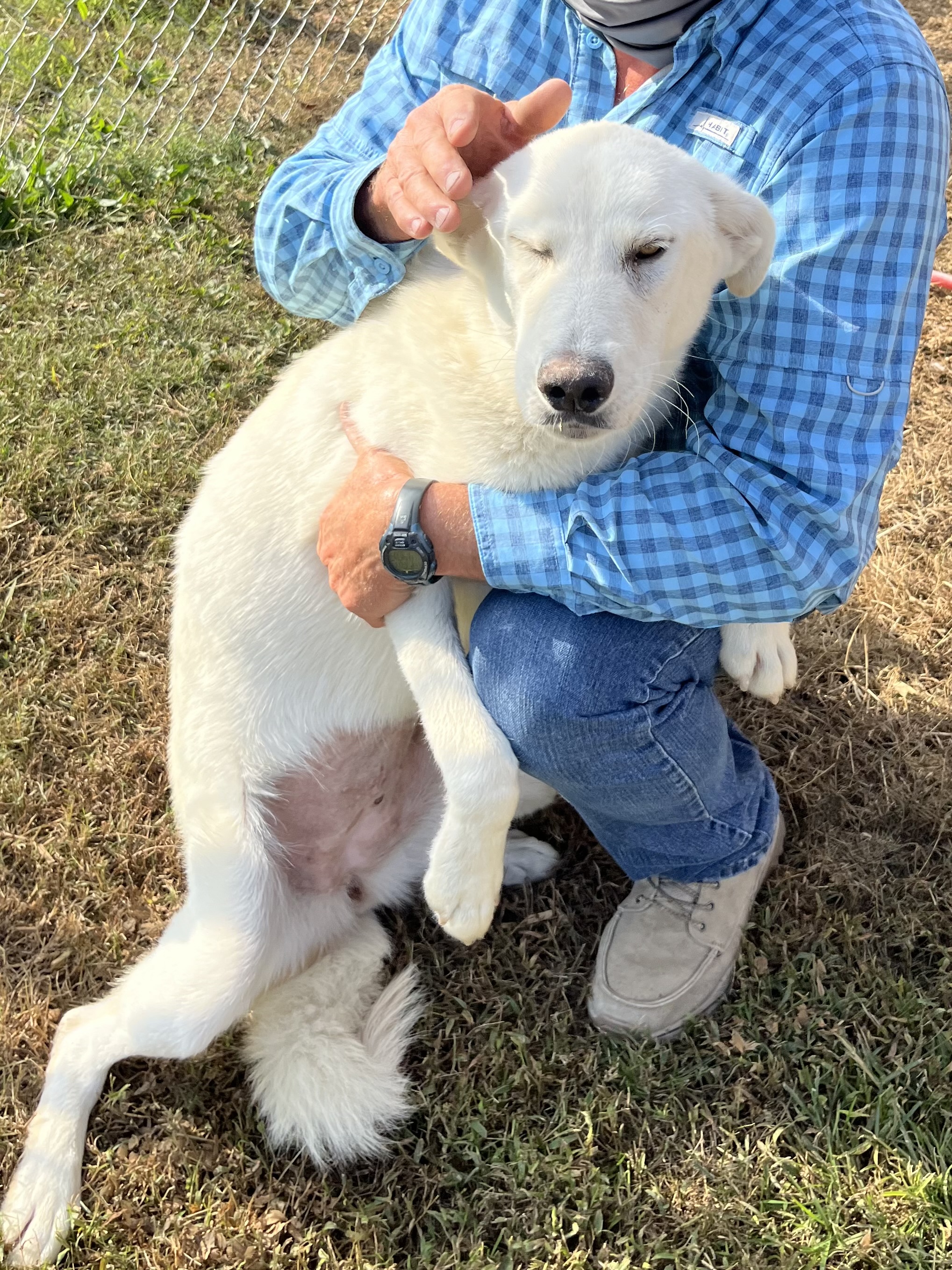 Flora, a Adoptable mixed breed image 2/2