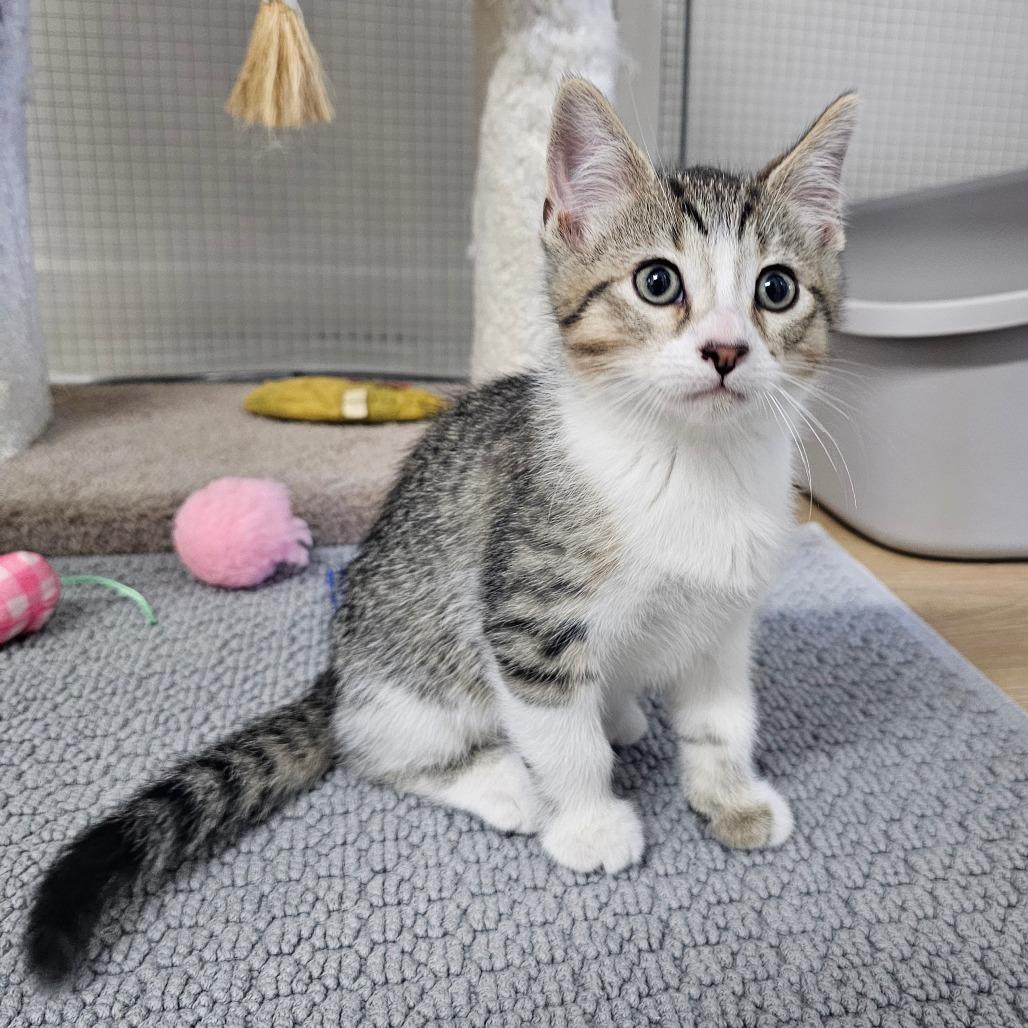 Harvard, a ADOPTABLE Domestic Short Hair in Toledo, OH image 1/2