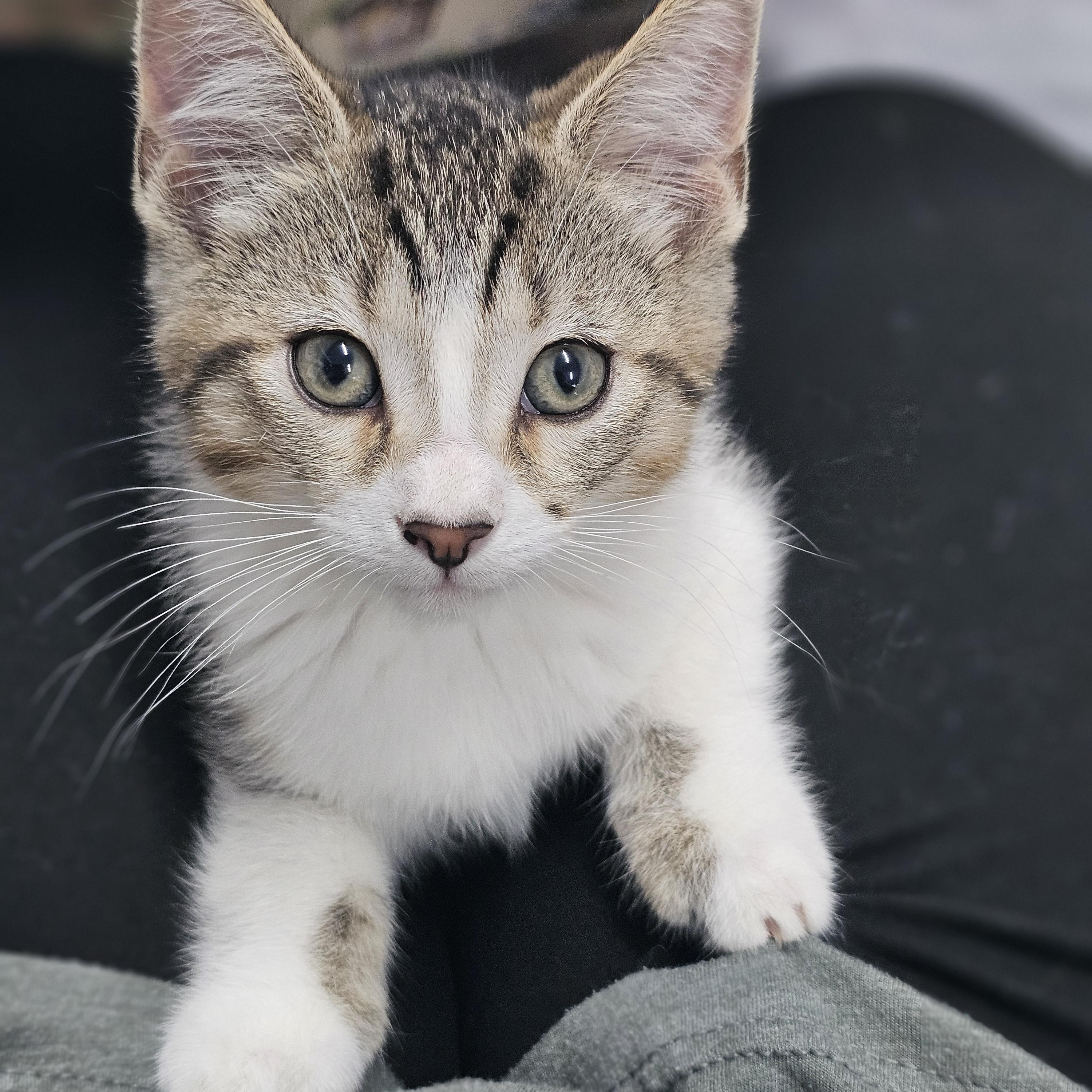 Harvard, a ADOPTABLE Domestic Short Hair in Toledo, OH image 2/2