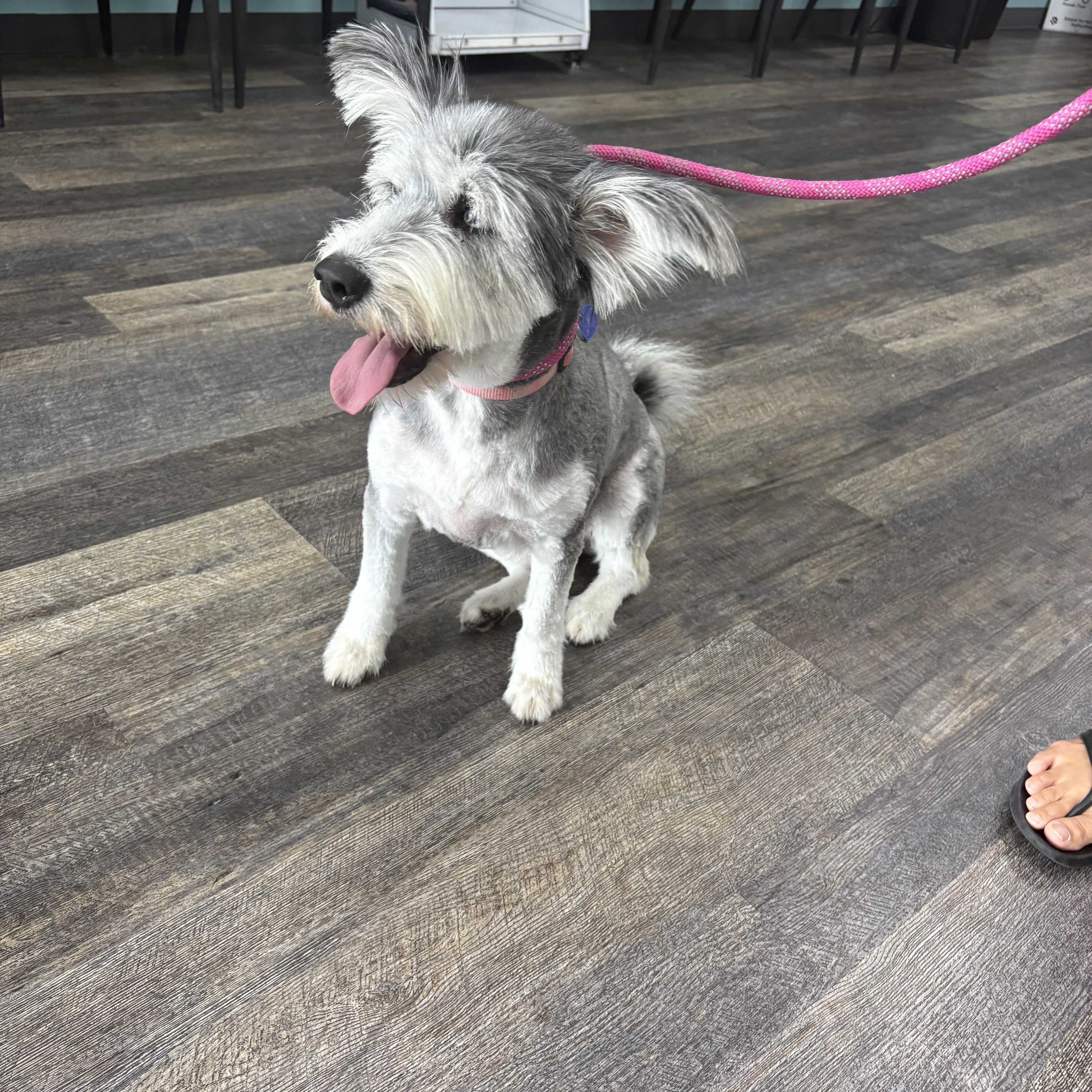 Daisy needs forever home