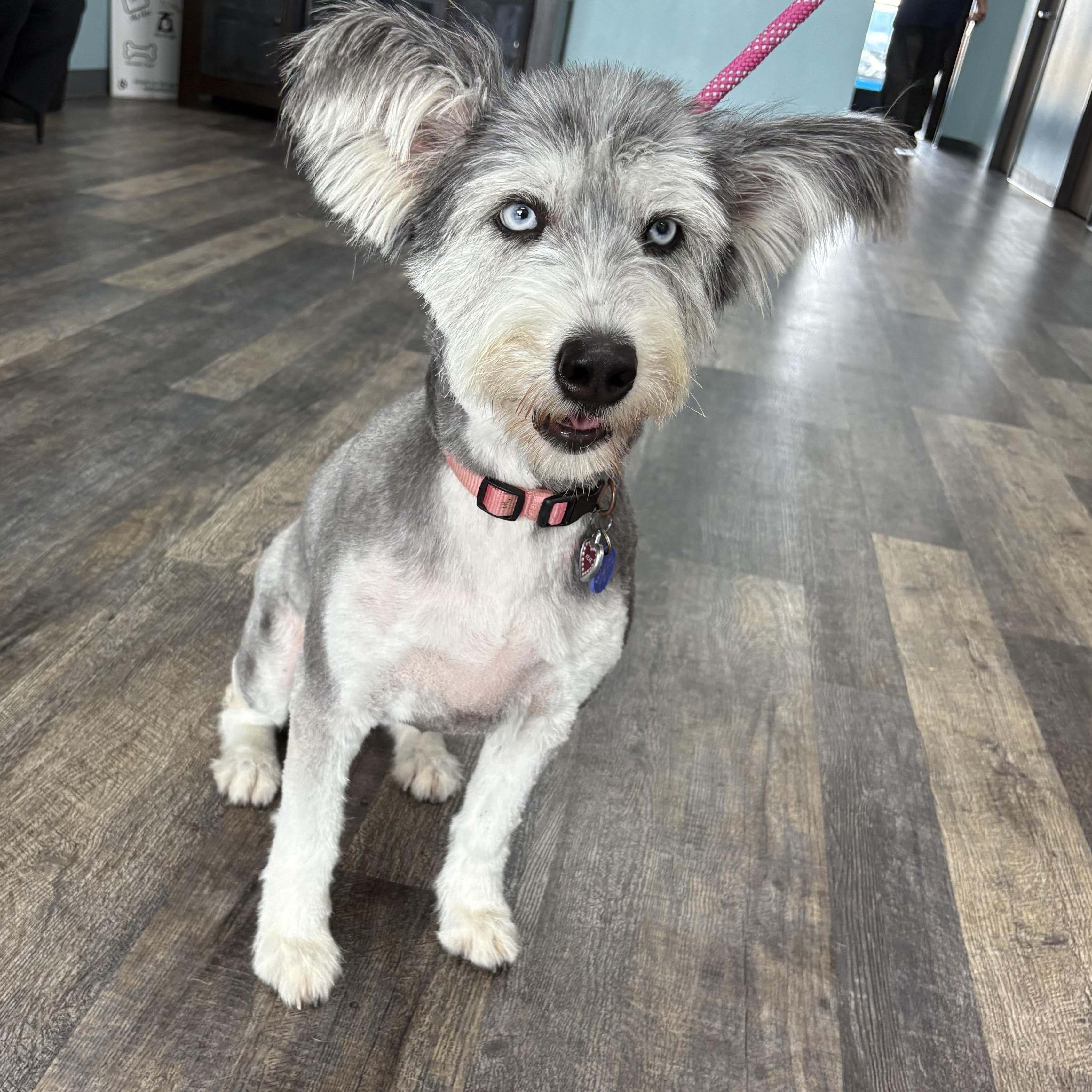 Daisy needs forever home