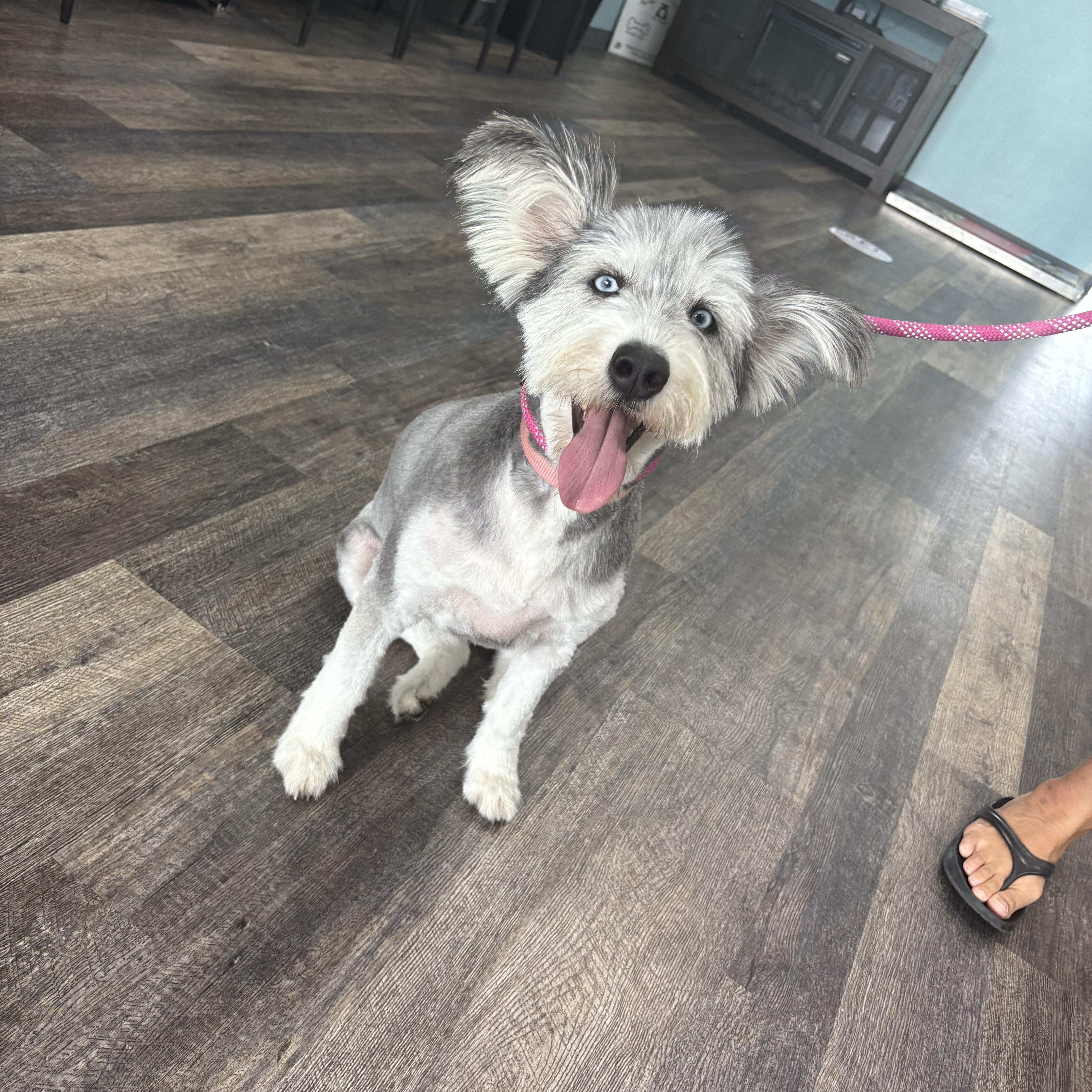 Daisy needs forever home