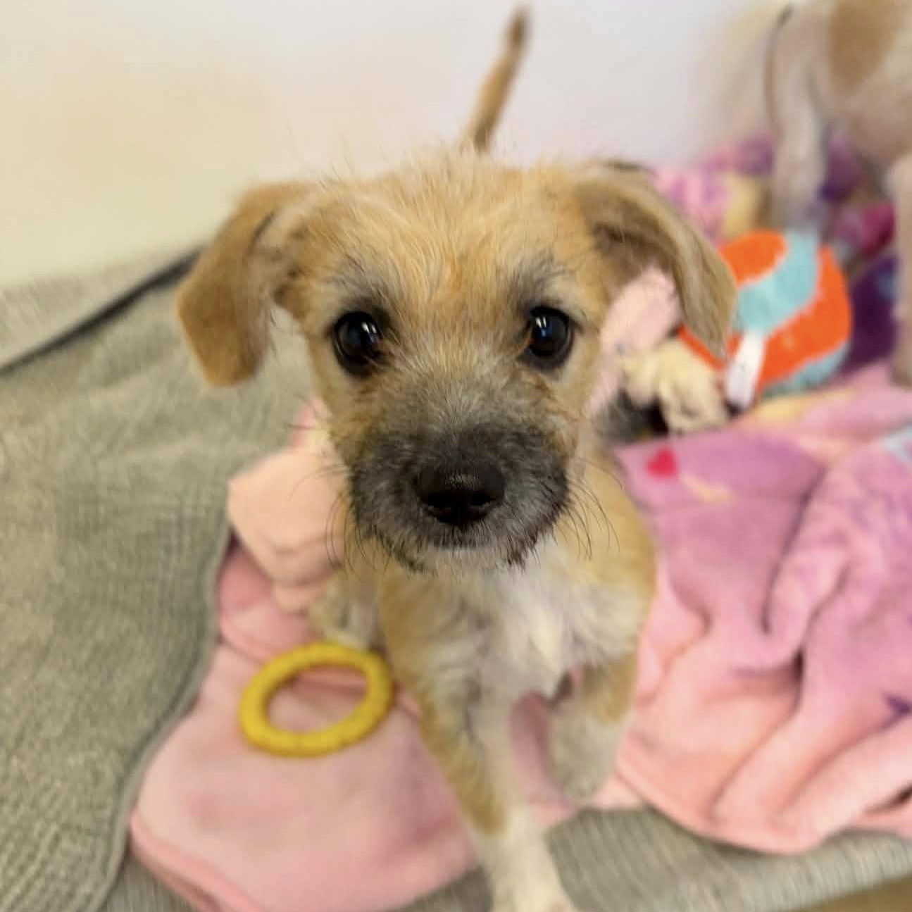 Enlarge Alice, a ADOPTABLE mixed breed in Nanuet, NY image 2/6