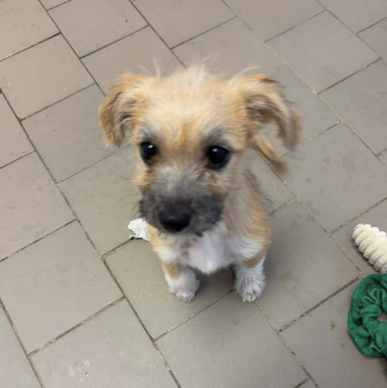 Enlarge Alice, a ADOPTABLE mixed breed in Nanuet, NY image 6/6