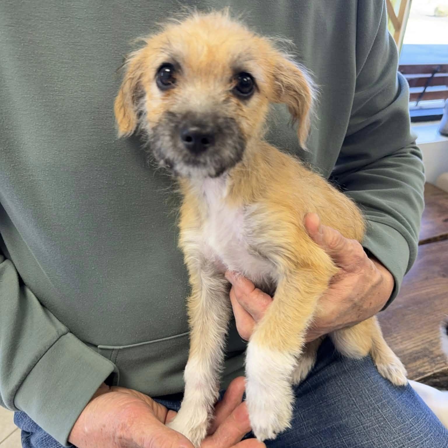 Enlarge Alice, a ADOPTABLE mixed breed in Nanuet, NY image 3/6