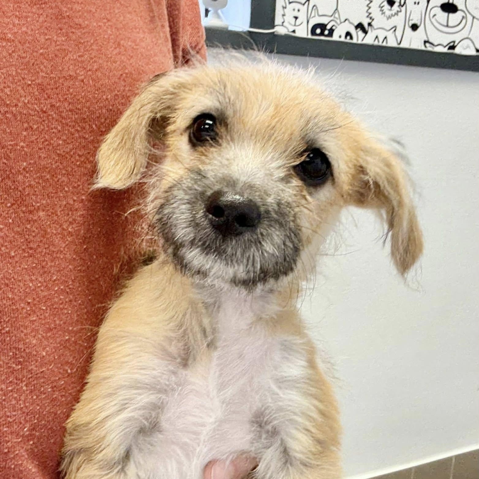 Enlarge Alice, a ADOPTABLE mixed breed in Nanuet, NY image 1/6