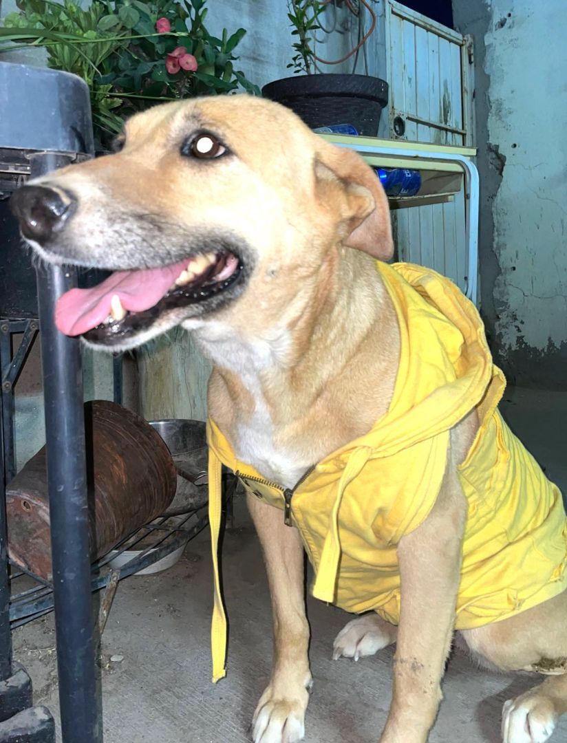 Canelita (9), an adoptable Labrador Retriever in Mexicali, BCN, 21280 | Photo Image 2