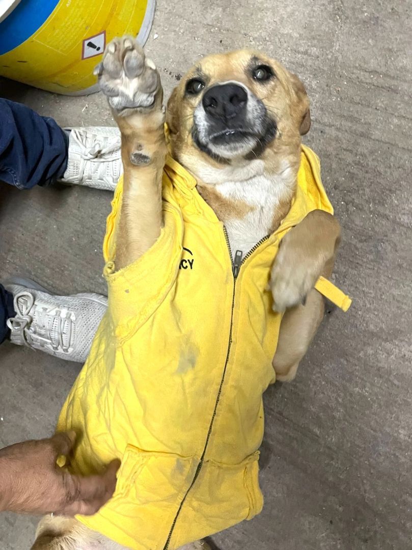 Canelita (9), an adoptable Labrador Retriever in Mexicali, BCN, 21280 | Photo Image 3