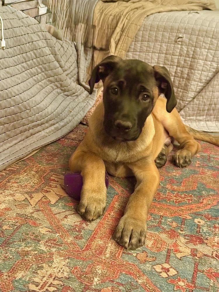 Bennie, Adoptable, Puppy Male Cane Corso & Belgian Shepherd / Malinois.