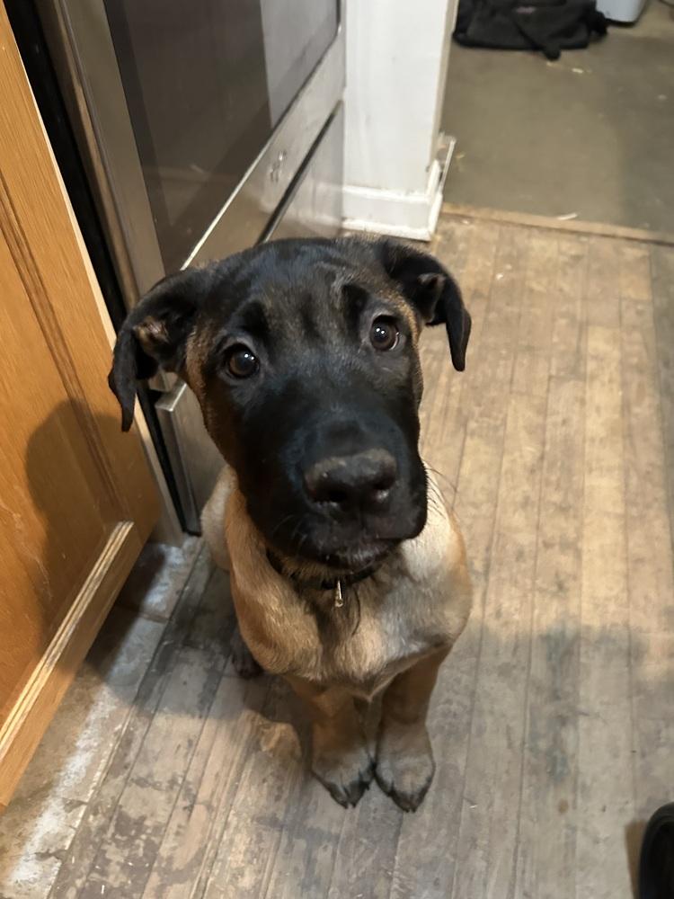 Bennie, a Adoptable mixed breed in Denver, CO image 2/6