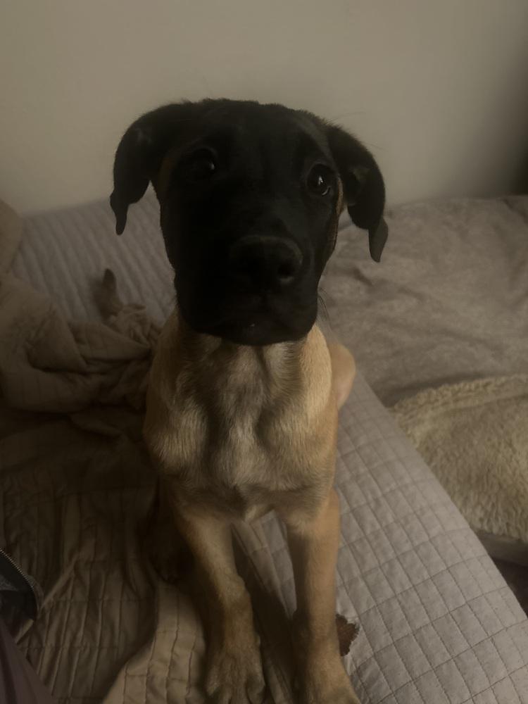 Bennie, a Adoptable mixed breed in Denver, CO image 3/6