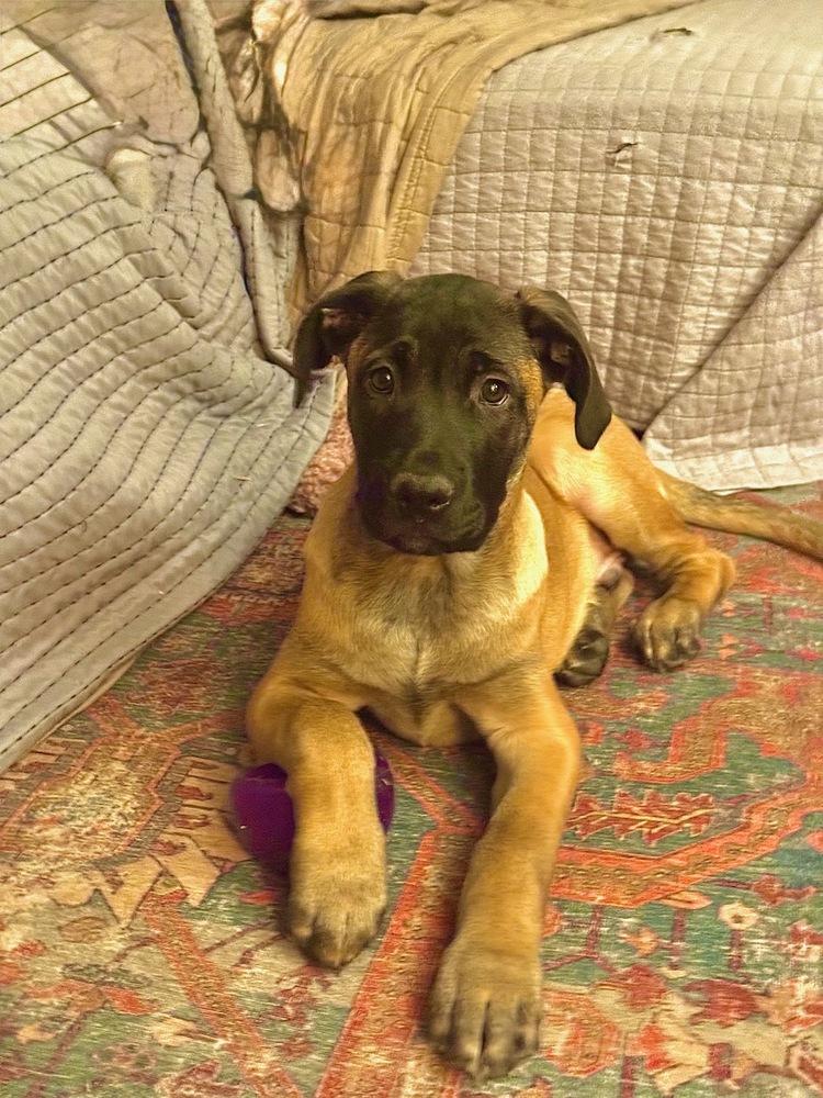Bennie, a Adoptable mixed breed in Denver, CO image 4/6