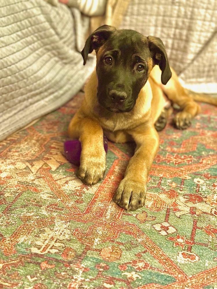 Bennie, a Adoptable mixed breed in Denver, CO image 5/6