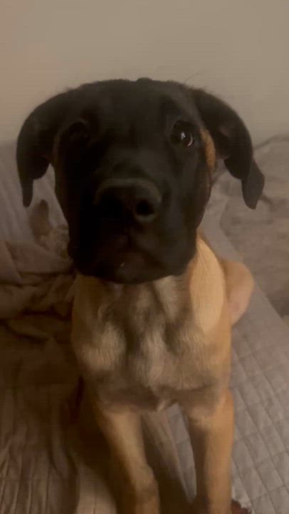 Enlarge Bennie, a Adoptable mixed breed in Denver, CO video 6/6