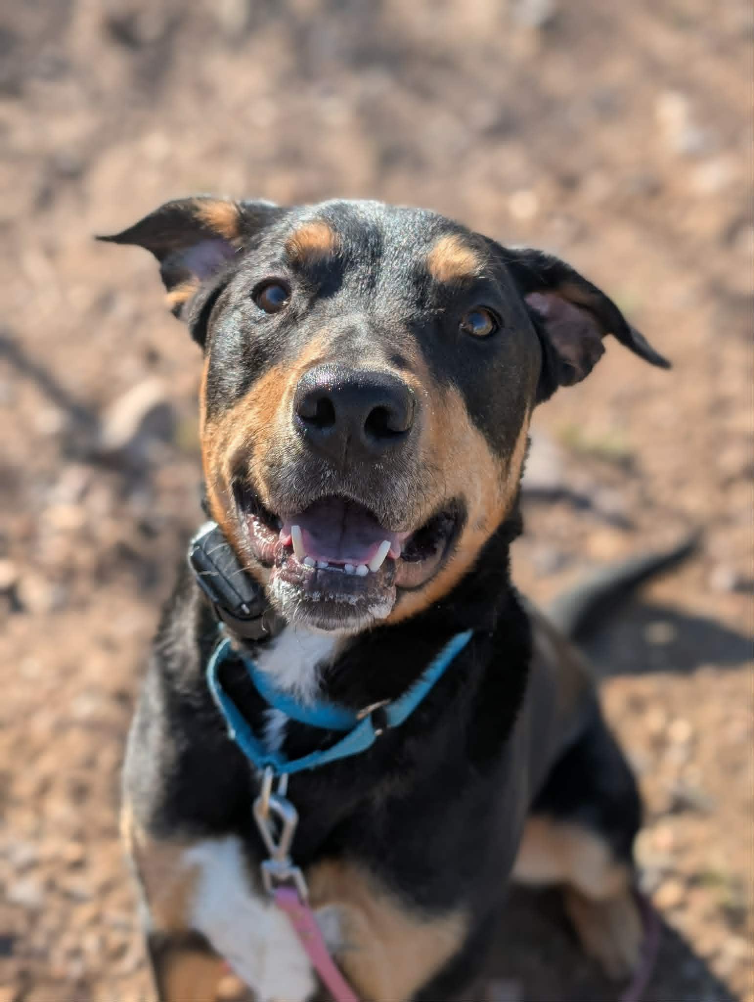 Enlarge Maxx, a ADOPTABLE mixed breed in Santaquin, UT image 3/4