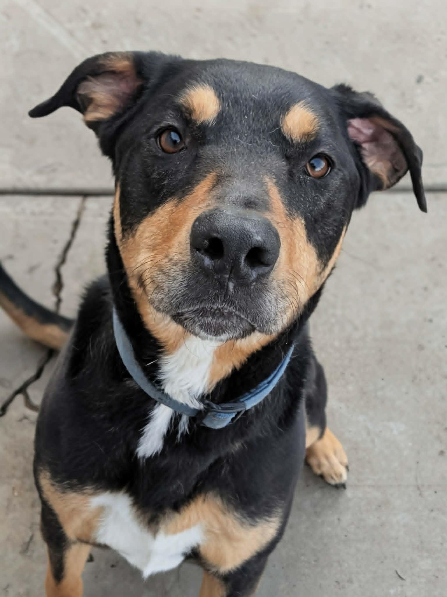 Enlarge Maxx, a ADOPTABLE mixed breed in Santaquin, UT image 1/4