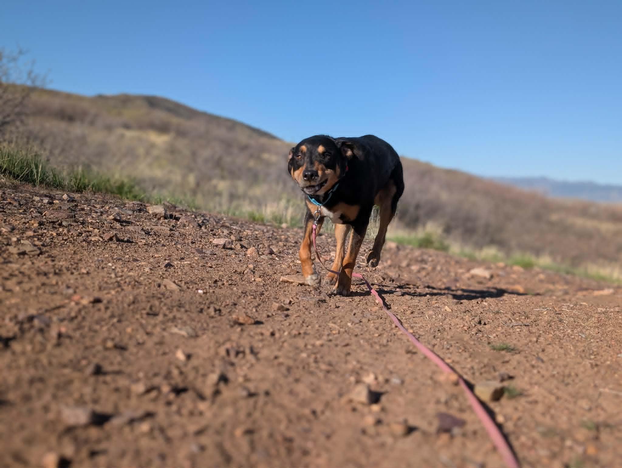 Enlarge Maxx, a ADOPTABLE mixed breed in Santaquin, UT image 2/4