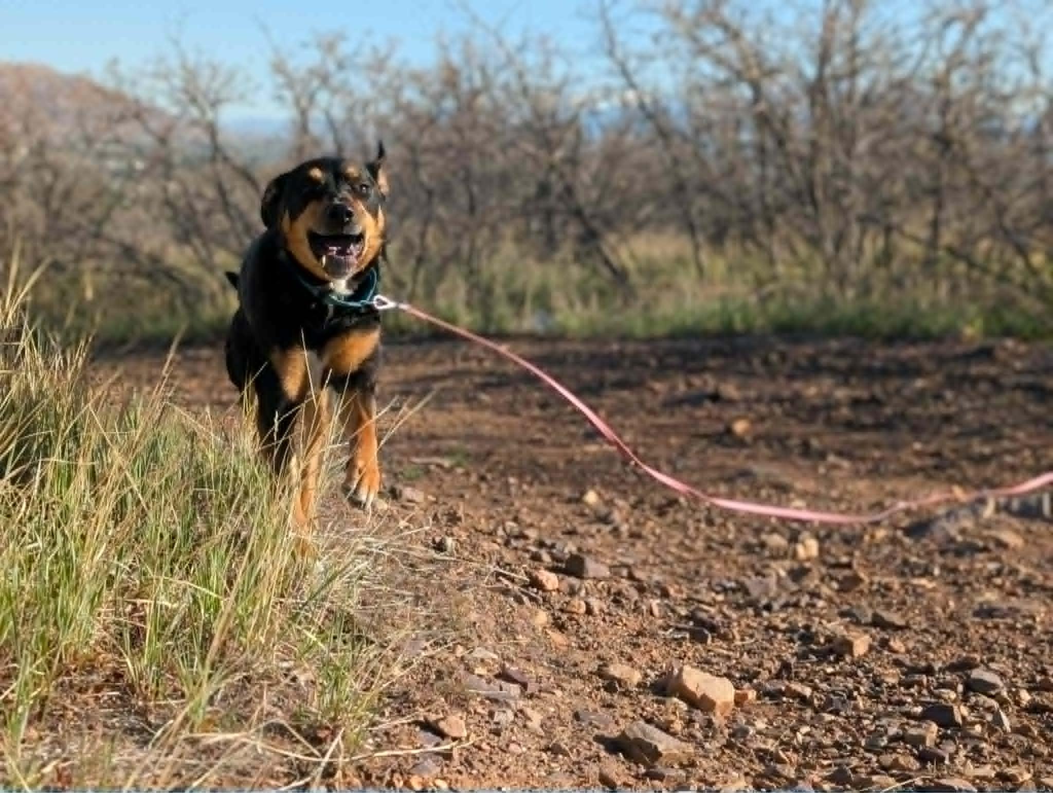 Enlarge Maxx, a ADOPTABLE mixed breed in Santaquin, UT image 4/4