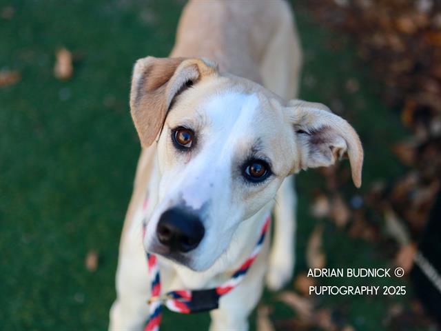 TURTLE DOVE, Adoptable, Adult Female Mixed Breed.