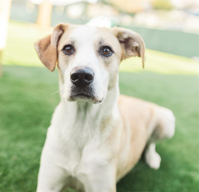 TURTLE DOVE, Adoptable, Adult Female Mixed Breed.