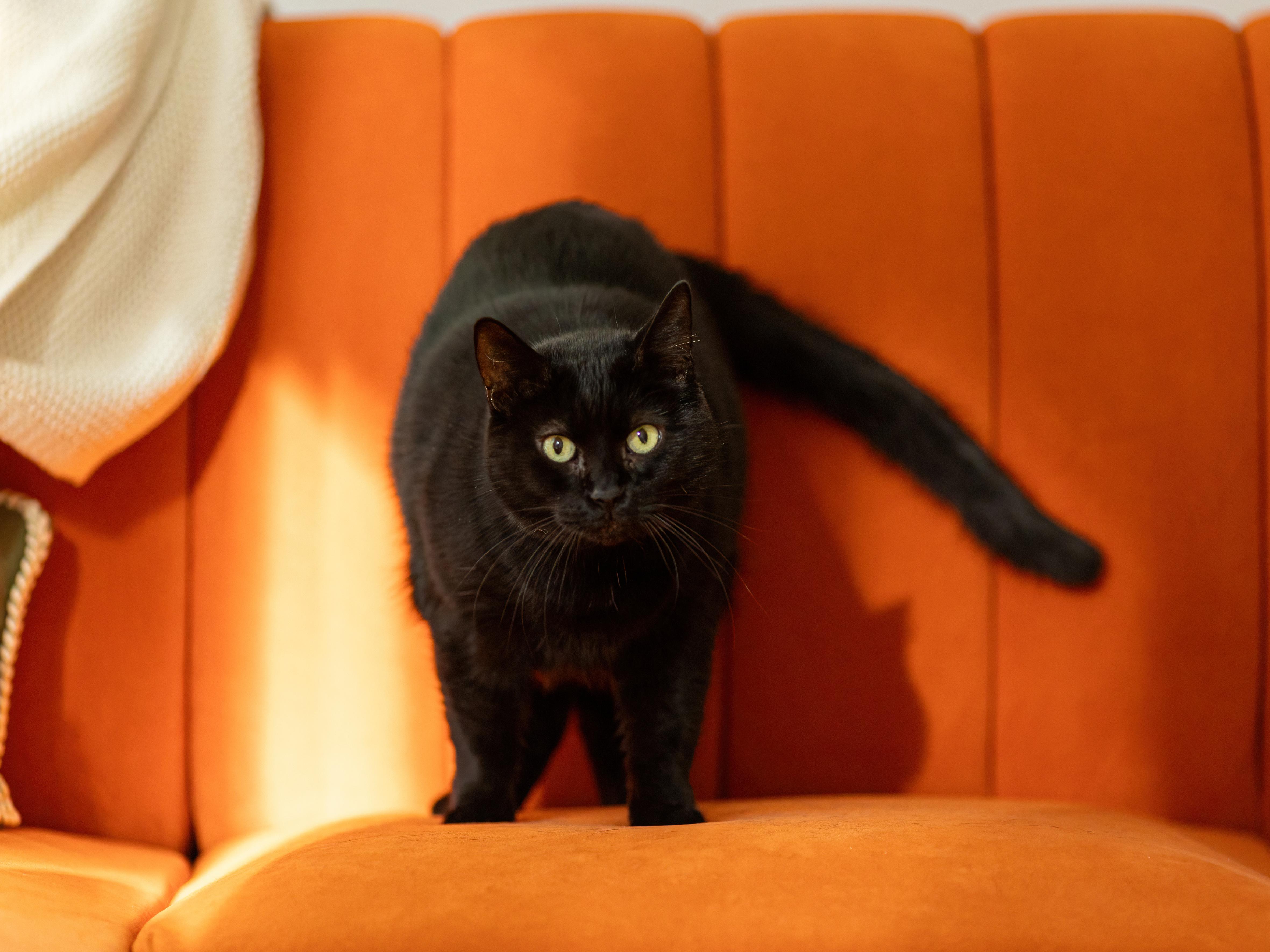 Sasha, Adoptable, Adult Female Domestic Short Hair.