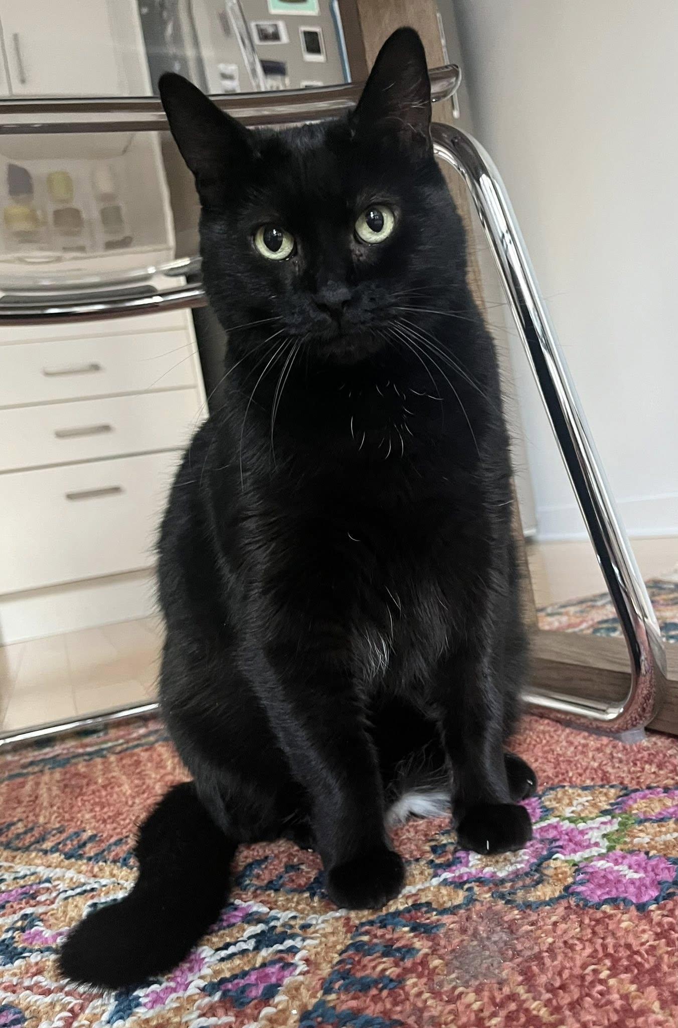 Sasha, a Adoptable Domestic Short Hair in Montreal, QC image 4/6