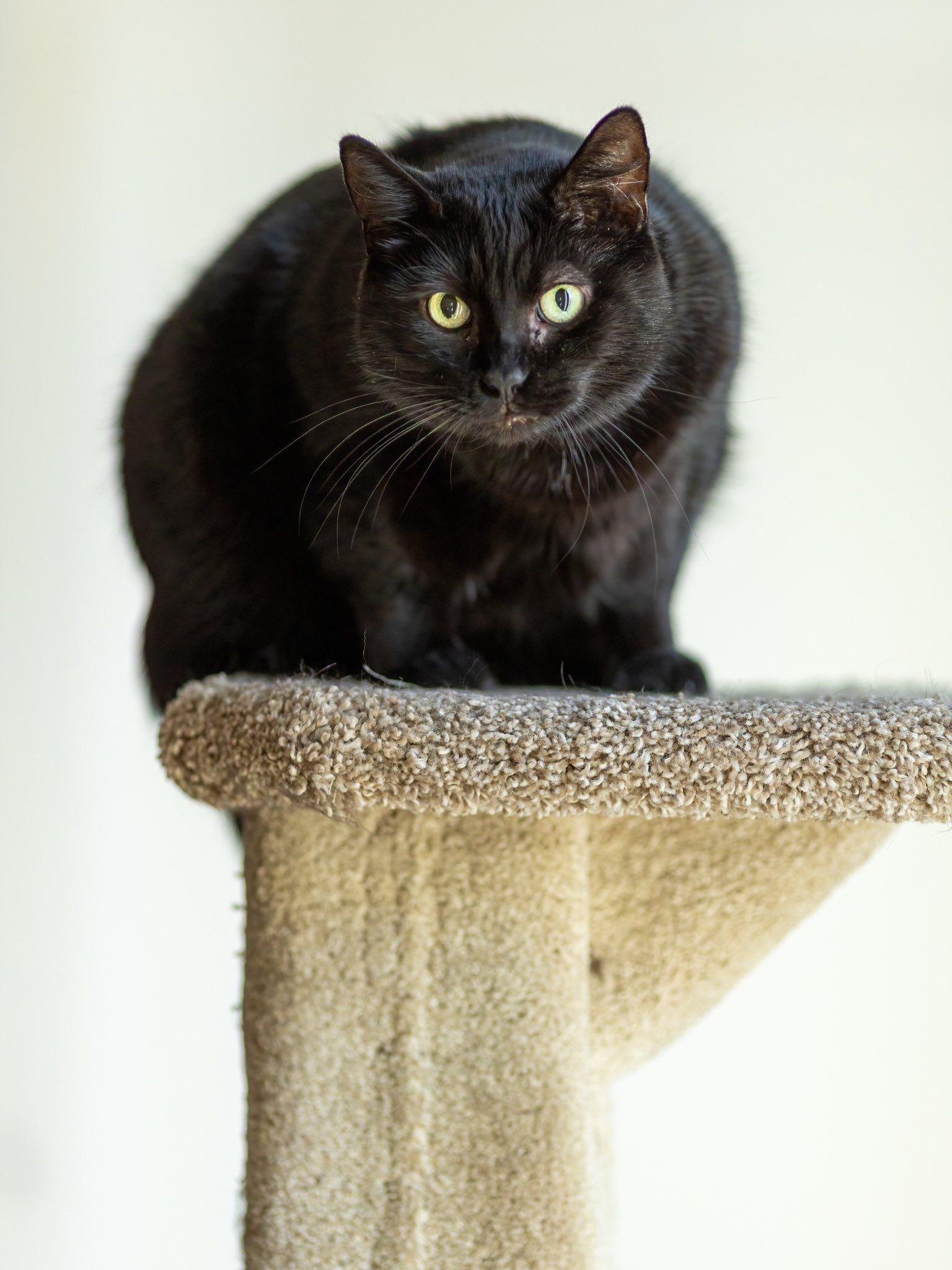 Sasha, Adoptable, Adult Female Domestic Short Hair.