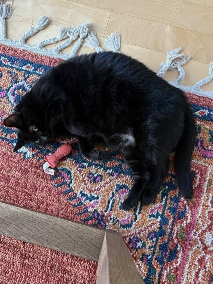 Sasha, a Adoptable Domestic Short Hair in Montreal, QC image 5/6