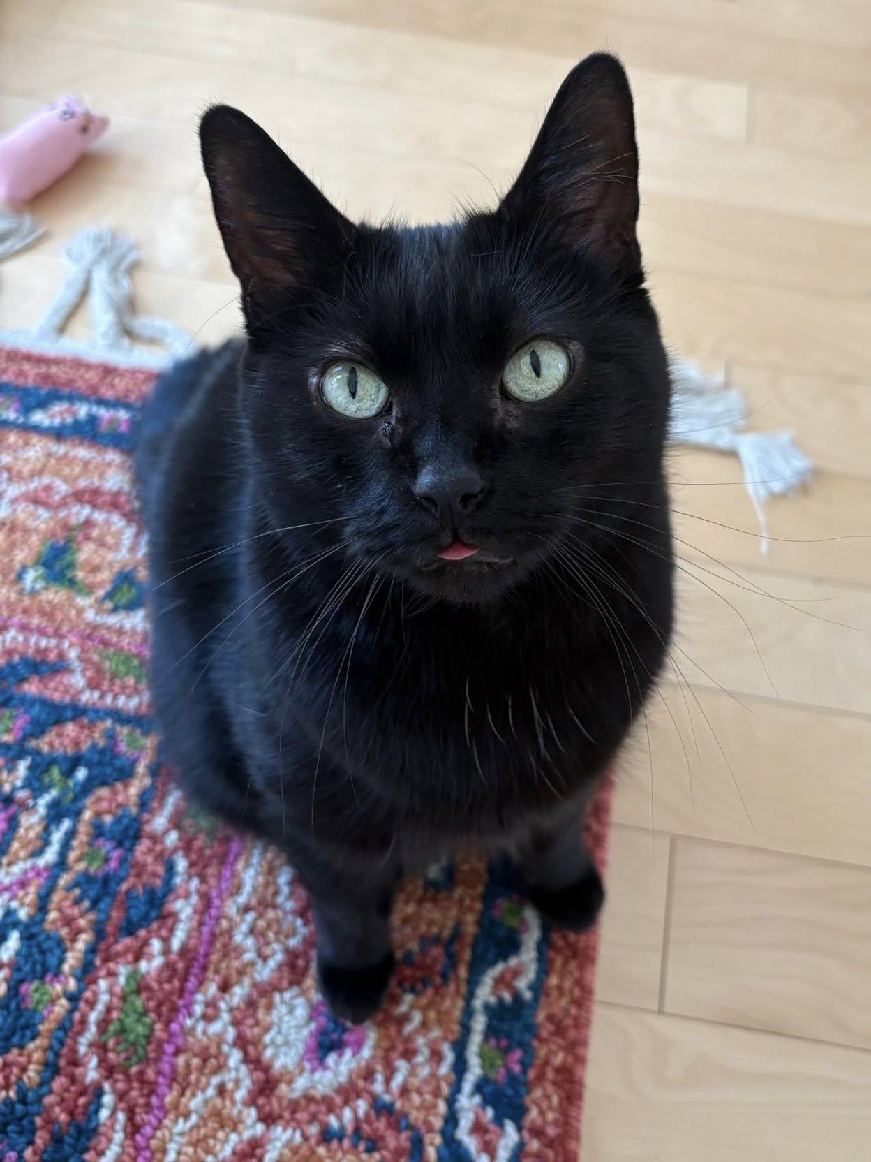 Sasha, a Adoptable Domestic Short Hair in Montreal, QC image 1/6