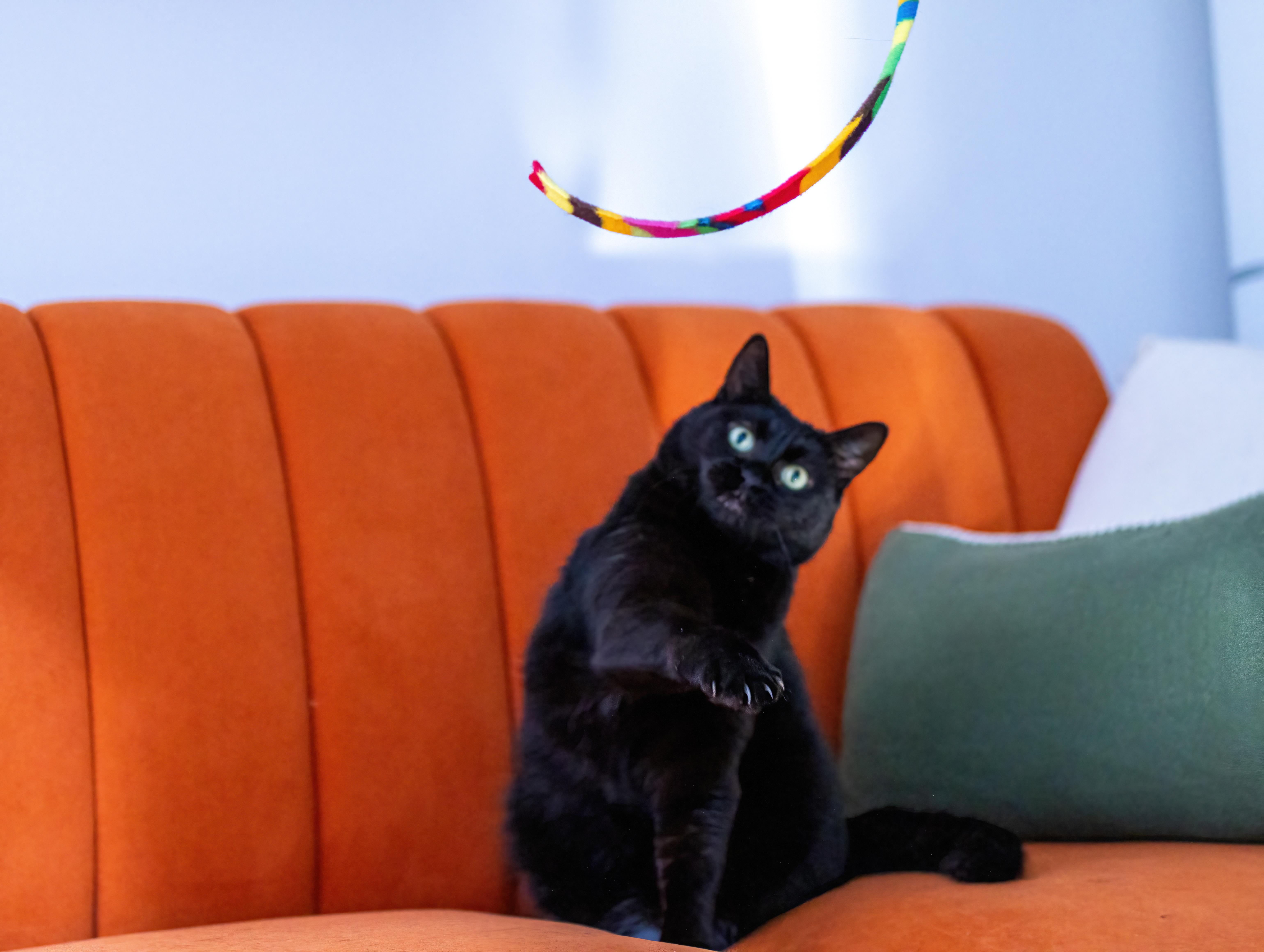 Enlarge Sasha, a Adoptable Domestic Short Hair in Montreal, QC image 2/6