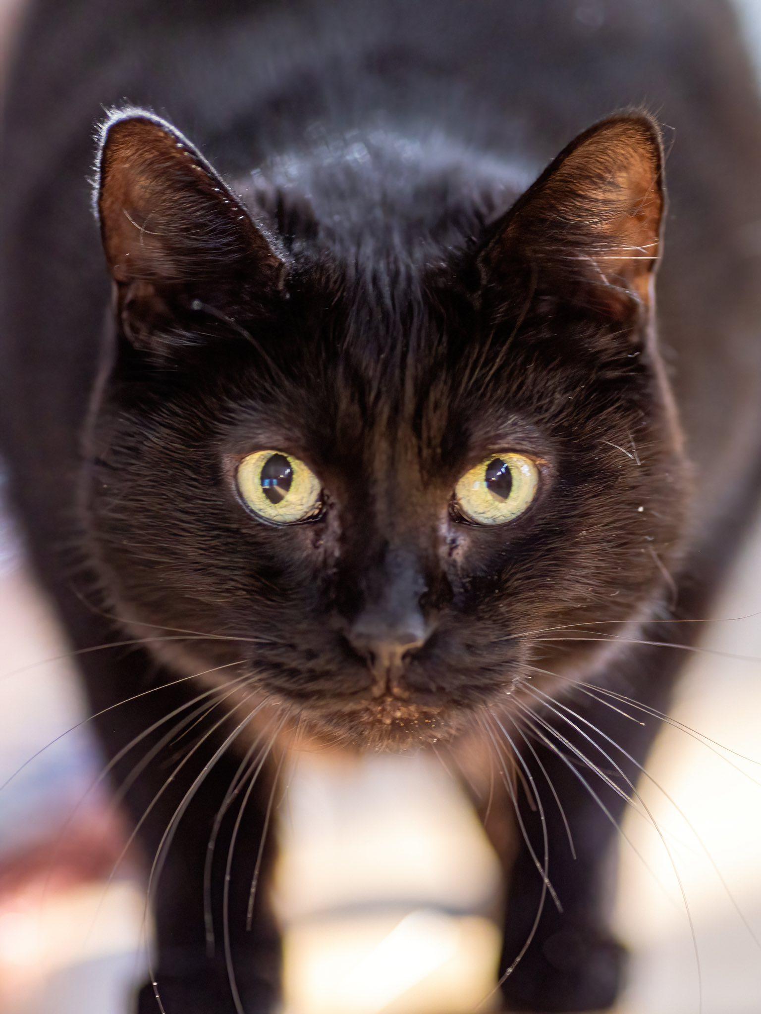 Sasha, a Adoptable Domestic Short Hair in Montreal, QC image 1/6