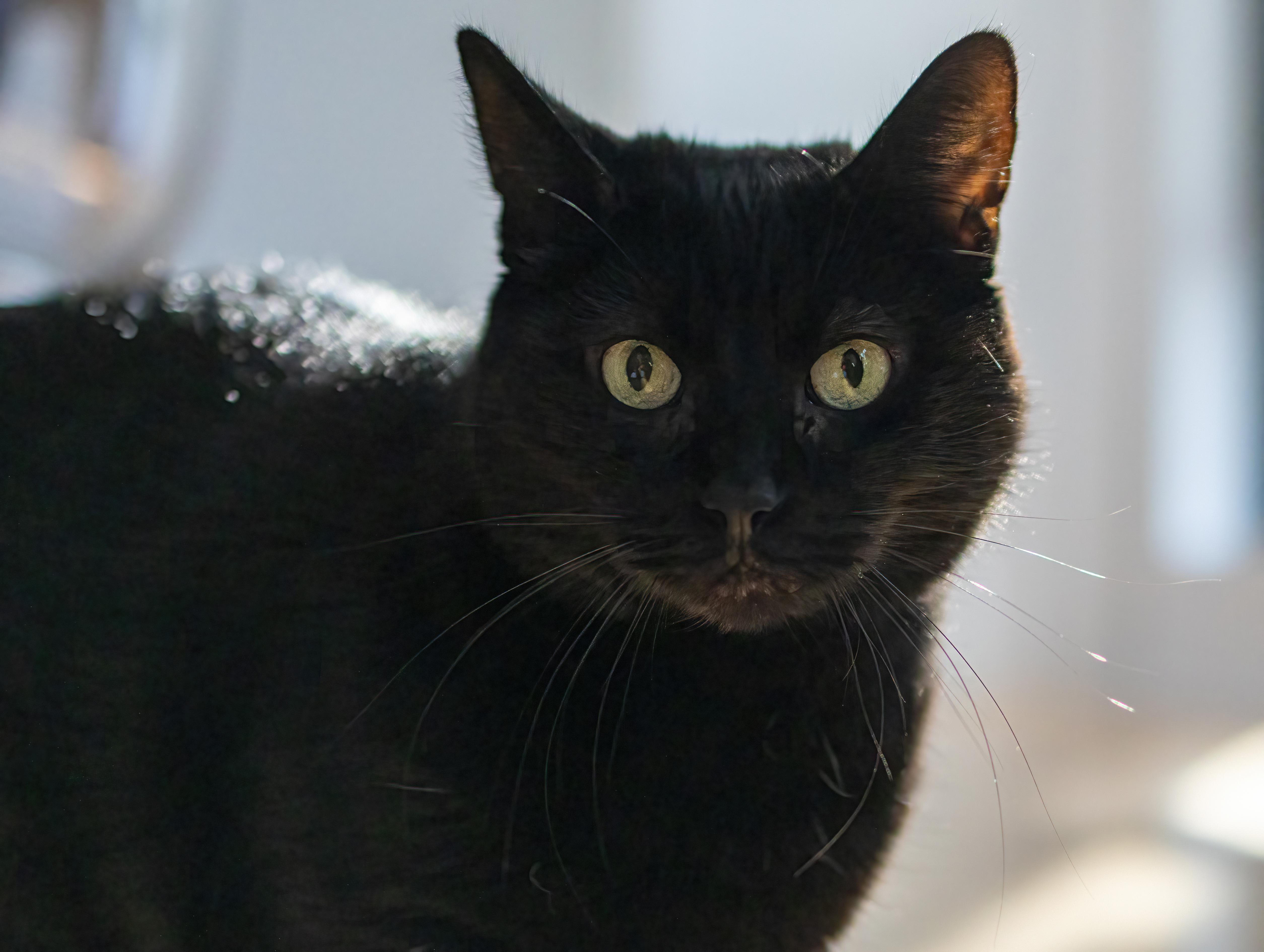 Enlarge Sasha, a Adoptable Domestic Short Hair in Montreal, QC image 1/6