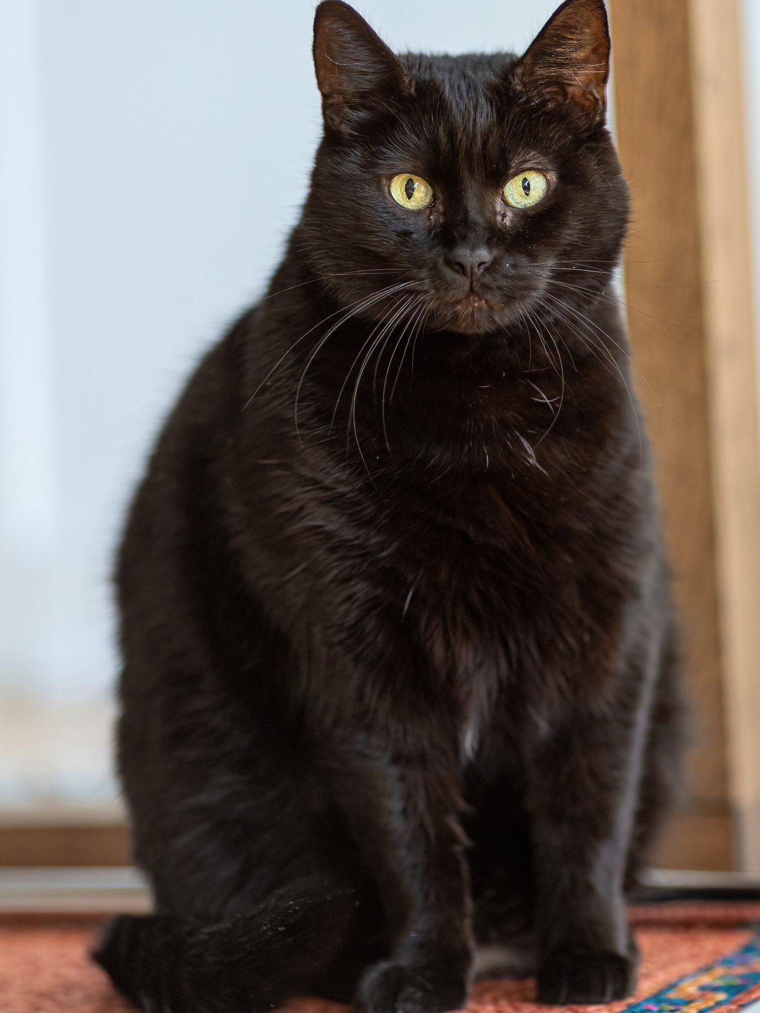 Sasha, a Adoptable Domestic Short Hair in Montreal, QC image 2/6