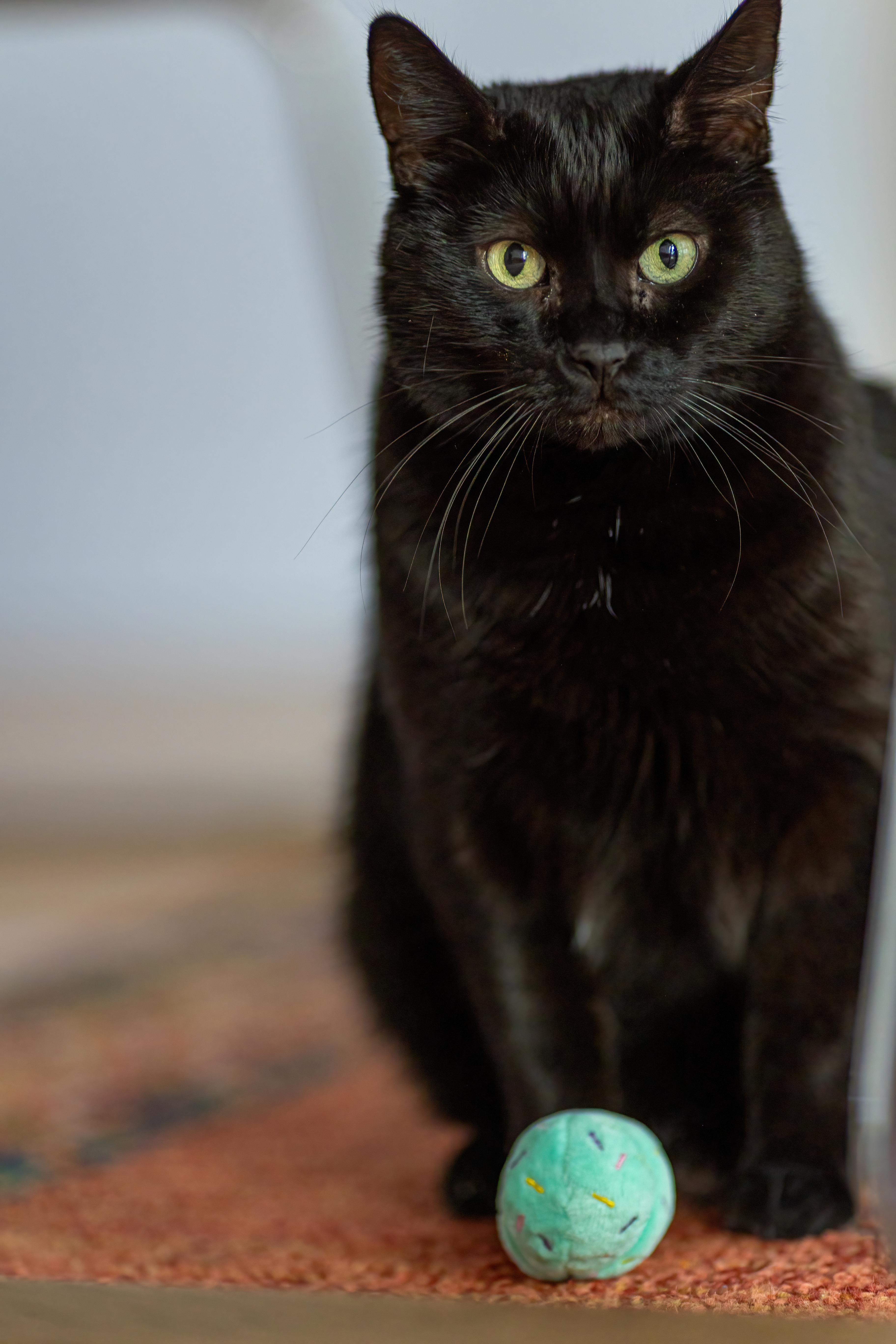 Sasha, a Adoptable Domestic Short Hair in Montreal, QC image 2/6