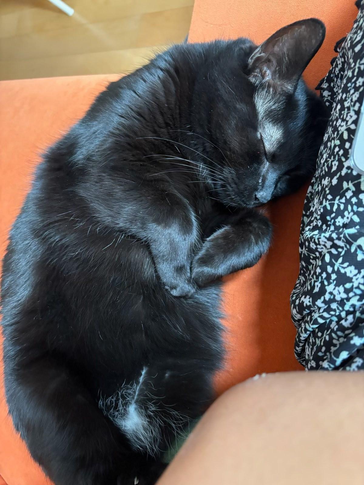 Sasha, a Adoptable Domestic Short Hair in Montreal, QC image 2/6