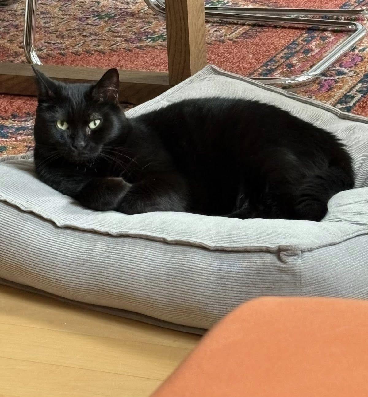 Sasha, a Adoptable Domestic Short Hair in Montreal, QC image 6/6