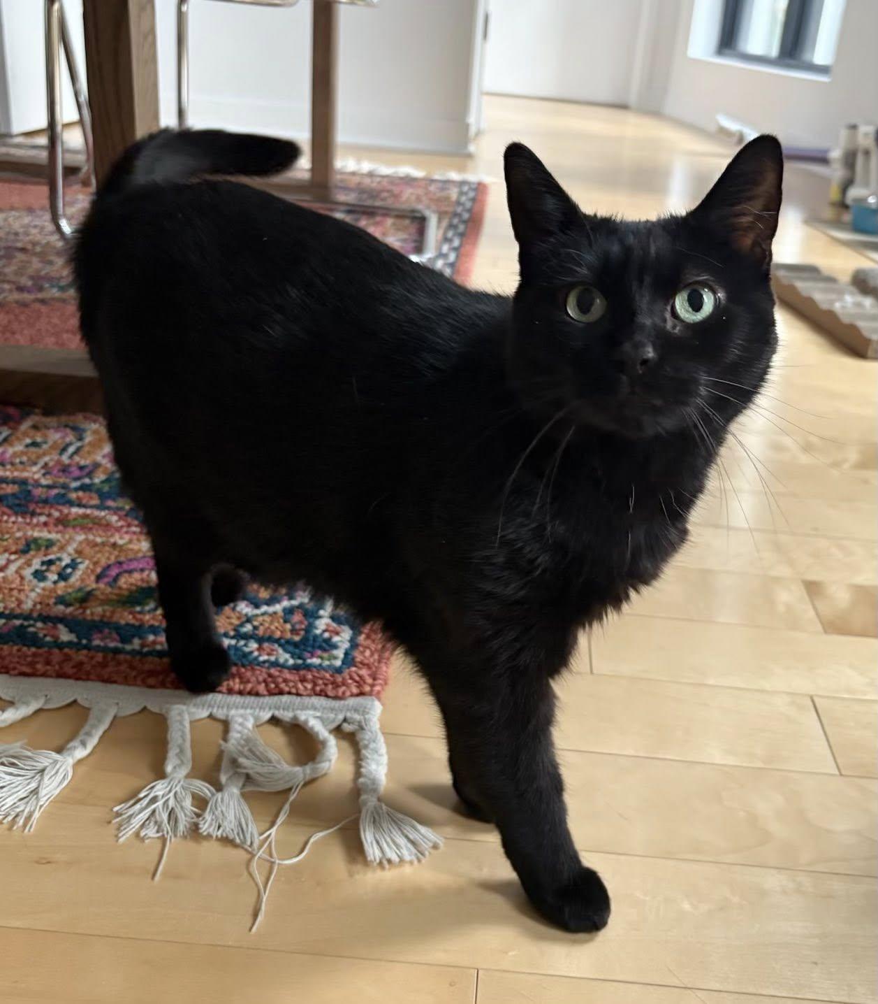 Sasha, a Adoptable Domestic Short Hair in Montreal, QC image 3/6