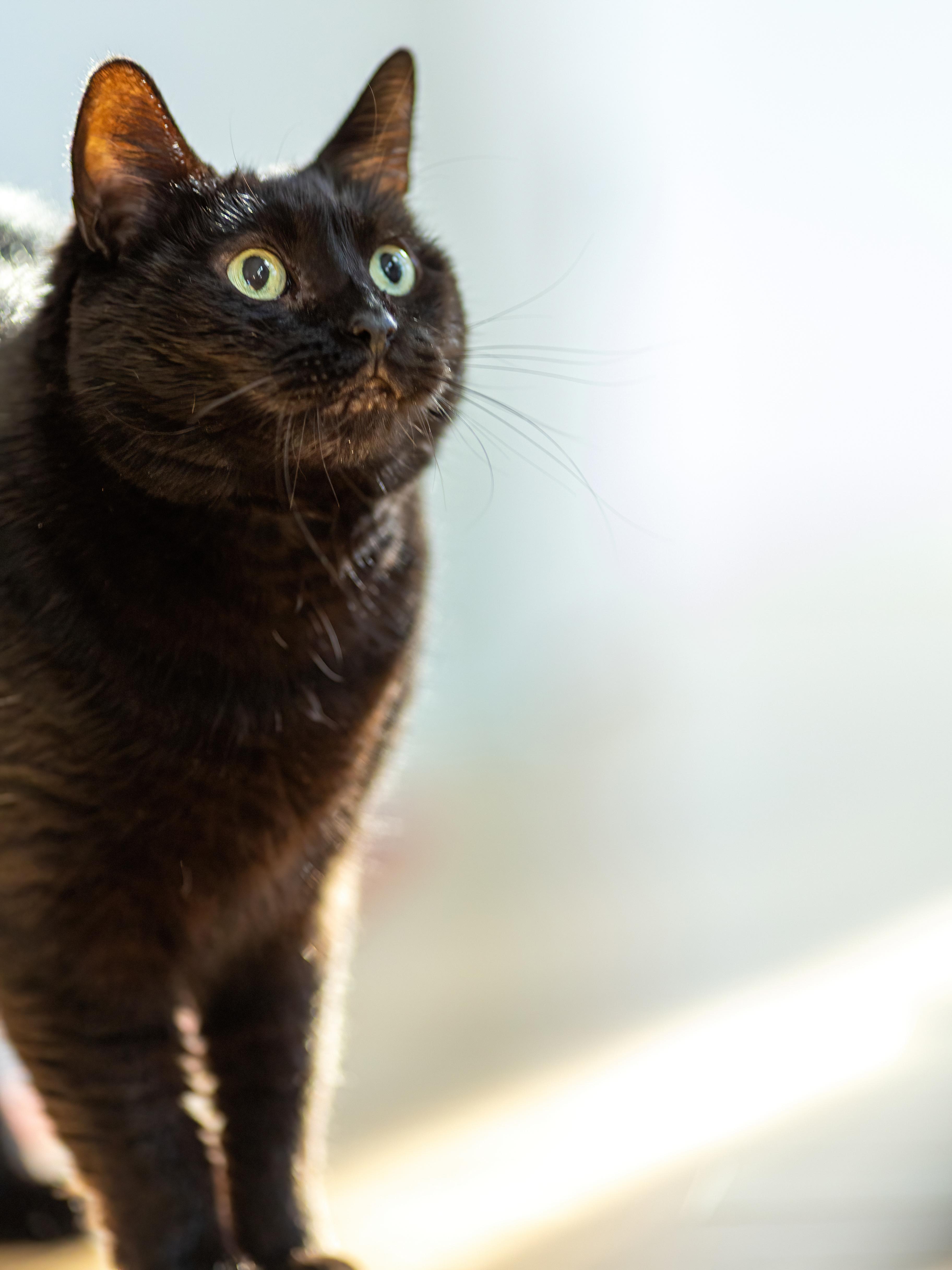 Enlarge Sasha, a Adoptable Domestic Short Hair in Montreal, QC image 5/6