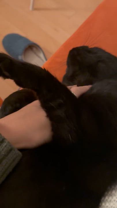 Enlarge Sasha, a Adoptable Domestic Short Hair in Montreal, QC video 6/6