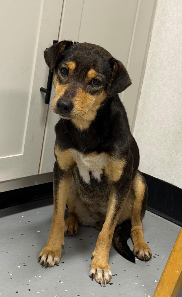 Enlarge Margaret, a Adoptable mixed breed in Seven Points, TX image 1/1