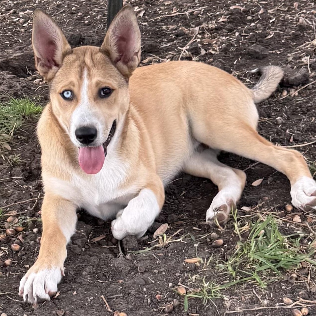 Enlarge Leif, a Adoptable mixed breed in Krum, TX image 1/6