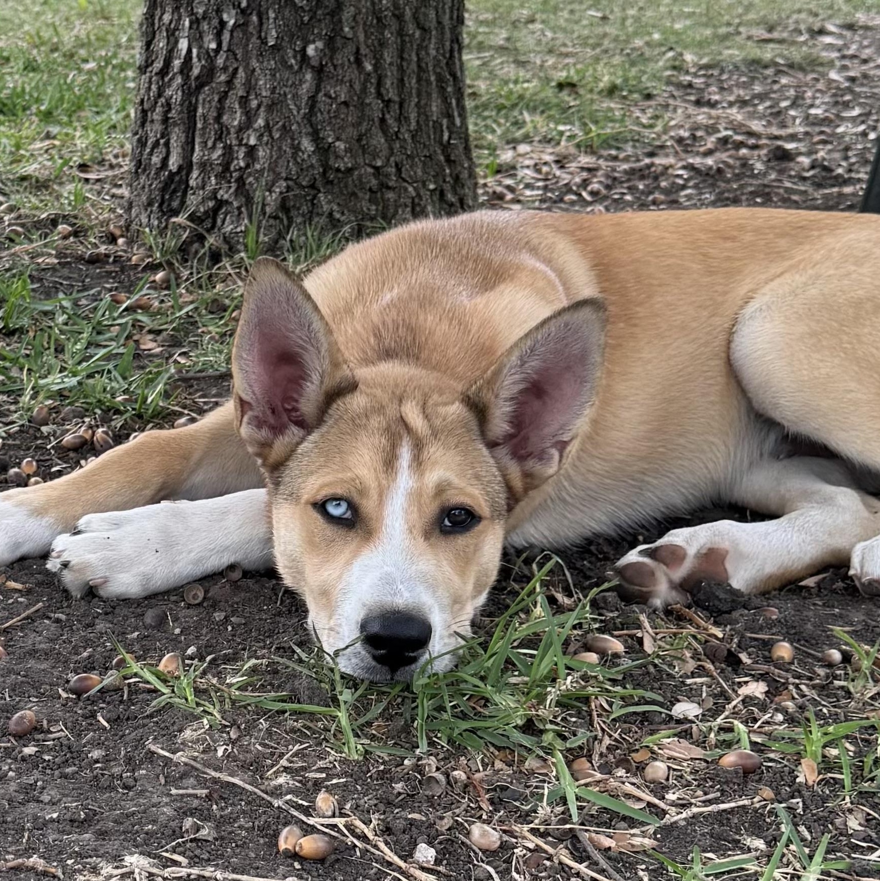 Enlarge Leif, a Adoptable mixed breed in Krum, TX image 2/6