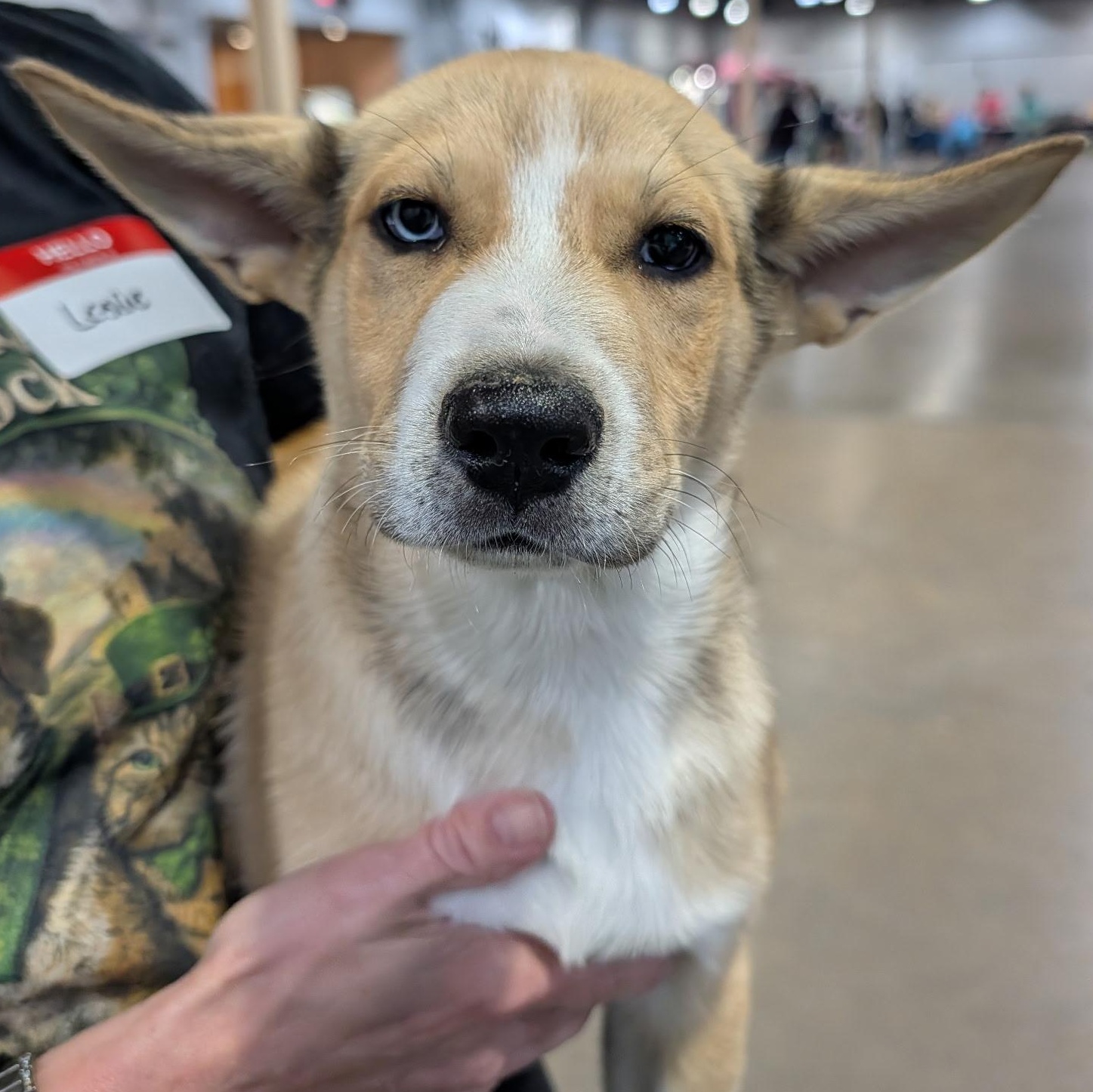 Enlarge Leif, a Adoptable mixed breed in Krum, TX image 4/6