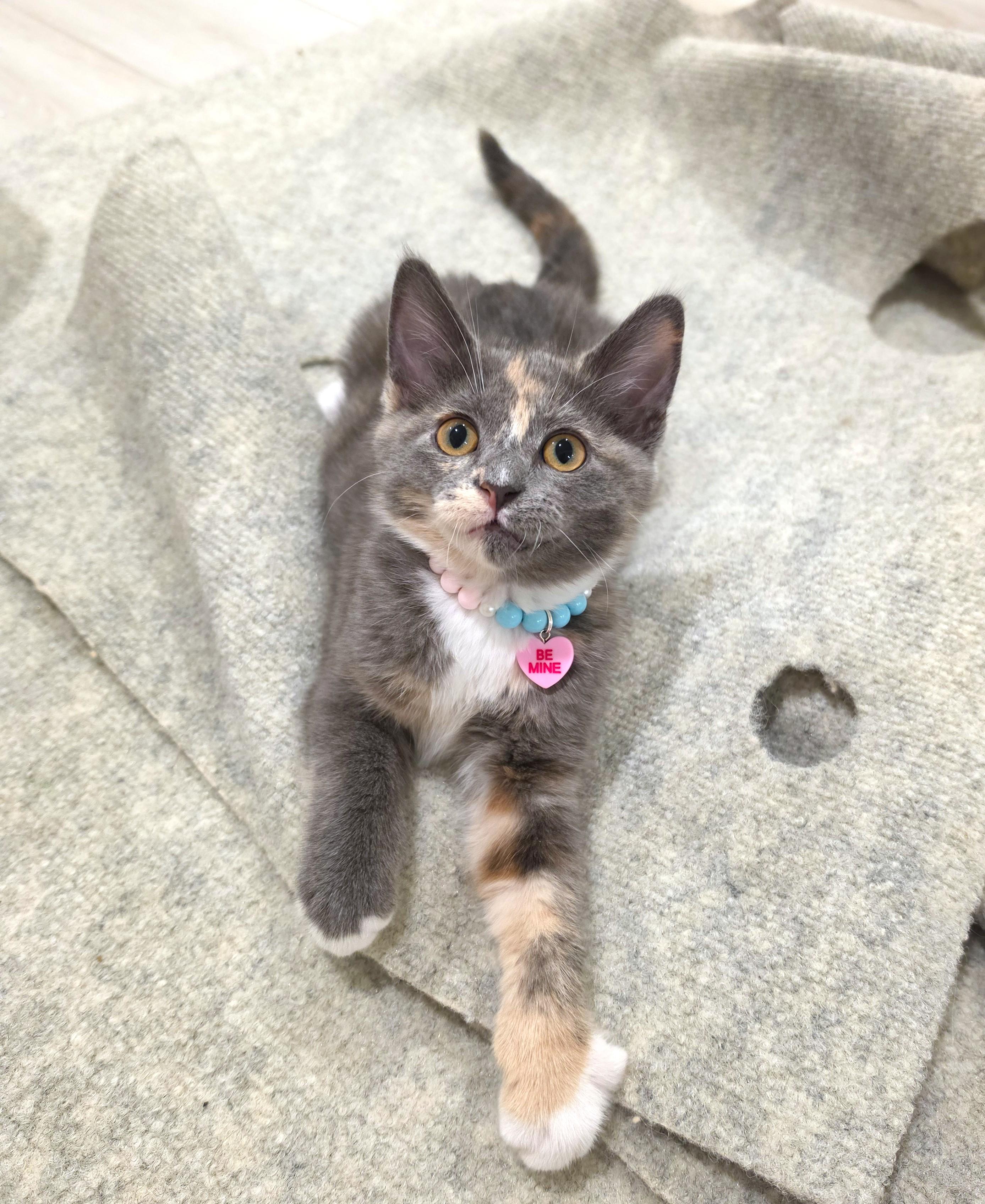 Lumi, adopted, Kitten Female Dilute Calico.